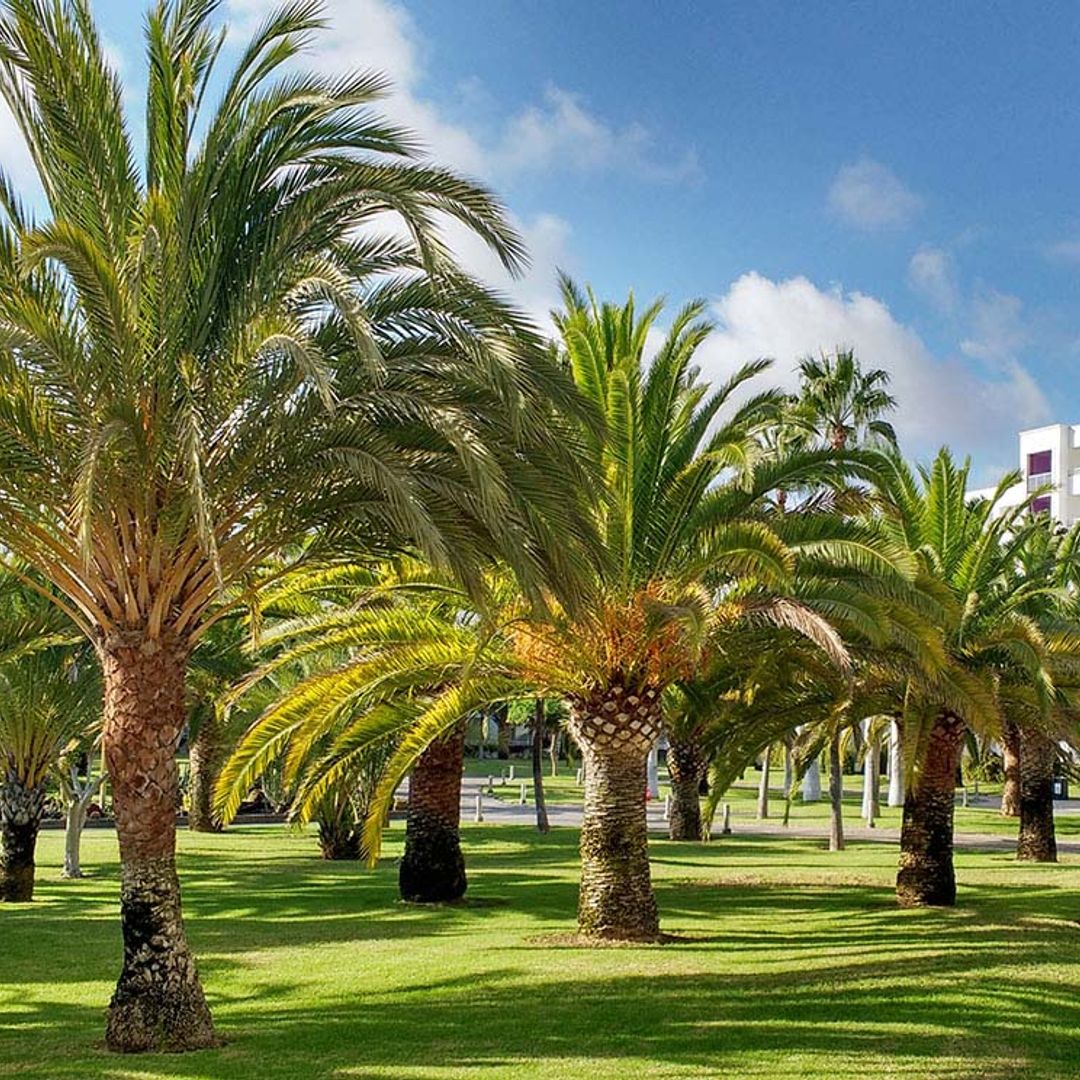 Opinión de Las Palmeras: reseña y análisis completo del hotel 2025